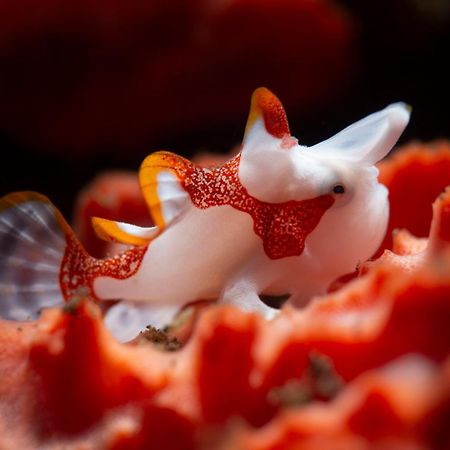 Palm Springs Bali Dive Resort تولامبين المظهر الخارجي الصورة