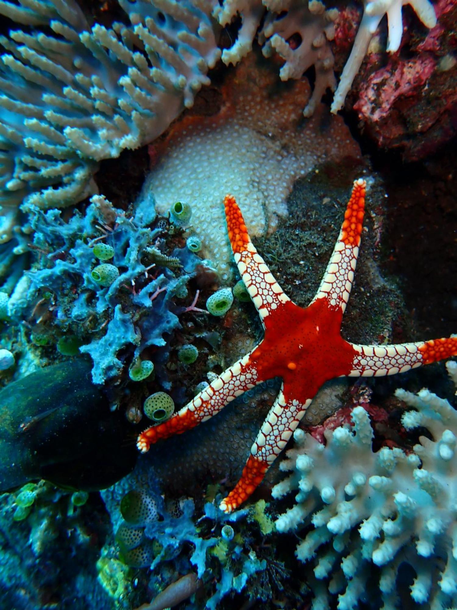 Palm Springs Bali Dive Resort تولامبين المظهر الخارجي الصورة